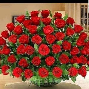 Meet your Posher, Laurie